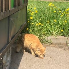 Подробнее об объявлении «Санкт-Петербург Найден кот рыжий кот» Фото: найдена кошка  «Санкт-Петербург Найден кот рыжий кот» в г. Санкт-Петербург