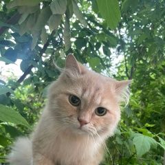 Подробнее об объявлении «Найдена кошка Щелково» Фото: найдена кошка Персидская кошка «Найдена кошка Щелково» в г. Щелково
