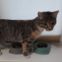 Подробнее об объявлении «Найдена кошка кошечка Хабаровск» Фото: найдена кошка  «Найдена кошка кошечка Хабаровск» в г. Хабаровск