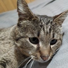 Подробнее об объявлении «Найден кот Быково (Московская обл.)» Фото: найдена кошка  «Найден кот Быково (Московская обл.)» в г. Быково (Московская обл.)