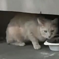 Подробнее об объявлении «Найден кот рыжий Москва» Фото: найдена кошка  «Найден кот рыжий Москва» в г. Москва