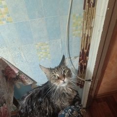 Подробнее об объявлении «Найдена кошка мейн- кун Балашиха» Фото: найдена кошка  «Найдена кошка мейн- кун Балашиха» в г. Балашиха