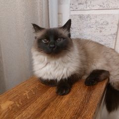 Подробнее об объявлении «Найдена кошка Набережные Челны» Фото: найдена кошка Сиамская кошка «Найдена кошка Набережные Челны» в г. Набережные Челны