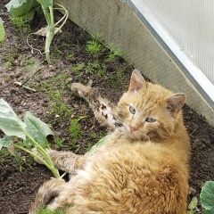 Подробнее об объявлении «Найден кот рыжий котик Раменское» Фото: найдена кошка  «Найден кот рыжий котик Раменское» в г. Раменское