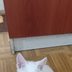 Картинка найдена кошка В городе Химки замечен котофей. Химки