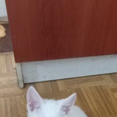 Подробнее об объявлении «Найден котёнок Химки» Фото: найдена кошка Турецкая ангора «Найден котёнок Химки» в г. Химки