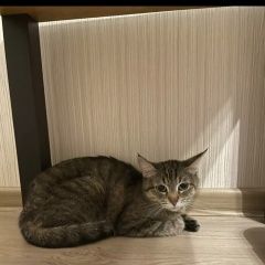 Подробнее об объявлении «Найдена кошка Екатеринбург» Фото: найдена кошка  «Найдена кошка Екатеринбург» в г. Екатеринбург