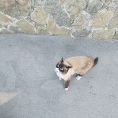 Подробнее об объявлении «Найдена кошка Рязань» Фото: найдена кошка  «Найдена кошка Рязань» в г. Рязань