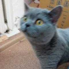 Подробнее об объявлении «Найдена кошка кот Кинешма» Фото: найдена кошка  «Найдена кошка кот Кинешма» в г. Кинешма