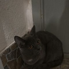 Подробнее об объявлении «Найдена кошка в 362 корпусе Зеленоград» Фото: найдена кошка  «Найдена кошка в 362 корпусе Зеленоград» в г. Зеленоград