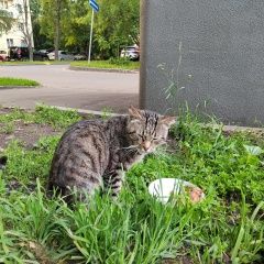 Подробнее об объявлении «Найден кот Москва» Фото: найдена кошка  «Найден кот Москва» в г. Москва