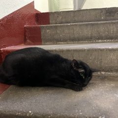 Подробнее об объявлении «Найдена кошка Москва» Фото: найдена кошка  «Найдена кошка Москва» в г. Москва