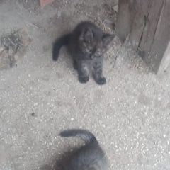 Подробнее об объявлении «Найден котятя мальчики Маркс» Фото: найдена кошка  «Найден котятя мальчики Маркс» в г. Маркс