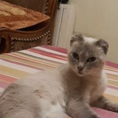 Подробнее об объявлении «Найдена кошка в сотых кварталах Улан-Удэ» Фото: найдена кошка  «Найдена кошка в сотых кварталах Улан-Удэ» в г. Улан-Удэ
