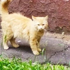 Подробнее об объявлении «Найдена кошка рыжий пушистый Москва» Фото: найдена кошка  «Найдена кошка рыжий пушистый Москва» в г. Москва