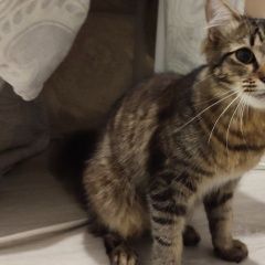 Подробнее об объявлении «Найден кот Москва» Фото: найдена кошка  «Найден кот Москва» в г. Москва