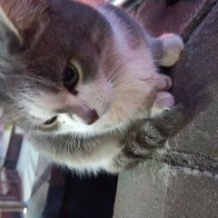 Подробнее об объявлении «Найдена кошка Раменское» Фото: найдена кошка  «Найдена кошка Раменское» в г. Раменское