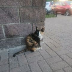 Подробнее об объявлении «Найдена кошка Санкт-Петербург» Фото: найдена кошка  «Найдена кошка Санкт-Петербург» в г. Санкт-Петербург