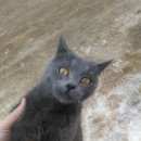 Подробнее об объявлении «Ставрополь Найден кот, асфальтовый, молодой» Фото: найдена кошка  «Ставрополь Найден кот, асфальтовый, молодой» в г. Ставрополь