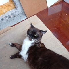 Подробнее об объявлении «Найдена кошка Воронеж» Фото: найдена кошка  «Найдена кошка Воронеж» в г. Воронеж