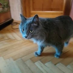 Подробнее об объявлении «Найден кот Москва» Фото: найдена кошка  «Найден кот Москва» в г. Москва