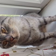 Подробнее об объявлении «Найден кот, домашний Москва» Фото: найдена кошка  «Найден кот, домашний Москва» в г. Москва