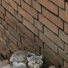 Подробнее об объявлении «Найден кот Красногорск» Фото: найдена кошка  «Найден кот Красногорск» в г. Красногорск