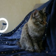 Подробнее об объявлении «Найдена кошка Москва» Фото: найдена кошка  «Найдена кошка Москва» в г. Москва