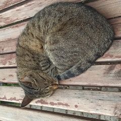 Подробнее об объявлении «Найдена кошка Москва» Фото: найдена кошка  «Найдена кошка Москва» в г. Москва