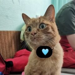 Подробнее об объявлении «Найдена кошка Екатеринбург» Фото: найдена кошка  «Найдена кошка Екатеринбург» в г. Екатеринбург