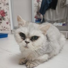 Подробнее об объявлении «Найдена кошка. Сочи» Фото: найдена кошка  «Найдена кошка. Сочи» в г. Сочи