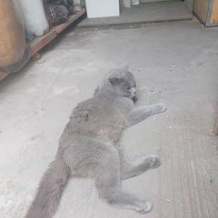 Подробнее об объявлении «Новороссийск Найдена кошка нашлась» Фото: найдена кошка Американская короткошерстная «Новороссийск Найдена кошка нашлась» в г. Новороссийск