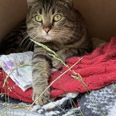 Подробнее об объявлении «Найден кот найдёт котик Москва» Фото: найдена кошка  «Найден кот найдёт котик Москва» в г. Москва