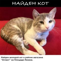 Подробнее об объявлении «Найден кот Бобруйск» Фото: найдена кошка  «Найден кот Бобруйск» в г. Бобруйск