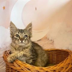 Подробнее об объявлении «Найдена кошка Москва» Фото: найдена кошка  «Найдена кошка Москва» в г. Москва