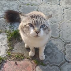 Подробнее об объявлении «Байкальск Найден кот красивый, породистый, умный, домашний ко» Фото: найдена кошка Невская маскарадная «Байкальск Найден кот красивый, породистый,...» в г. Байкальск