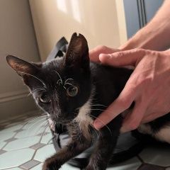 Подробнее об объявлении «Найден котенок в добрые руки Москва» Фото: найдена кошка  «Найден котенок в добрые руки Москва» в г. Москва