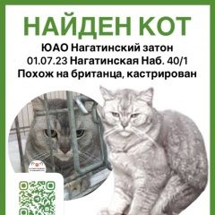 Подробнее об объявлении «Москва Найден кот британской породы» Фото: найдена кошка Британская короткошерстная кошка «Москва Найден кот британской породы» в г. Москва
