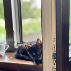Подробнее об объявлении «Москва Найдена кошка котята 3 мес» Фото: найдена кошка  «Москва Найдена кошка котята 3 мес» в г. Москва