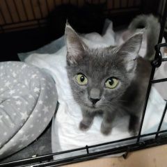 Подробнее об объявлении «Москва Найден кот серенький котенок мальчик» Фото: найдена кошка  «Москва Найден кот серенький котенок мальчик» в г. Москва