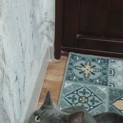 Подробнее об объявлении «Лангепас Найден кот нашли кошку» Фото: найдена кошка  «Лангепас Найден кот нашли кошку» в г. Лангепас