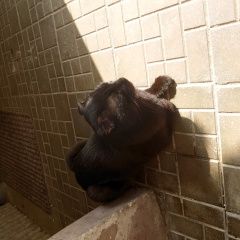 Подробнее об объявлении «Видное Найден кот на ул. берёзовая.» Фото: найдена кошка  «Видное Найден кот на ул. берёзовая.» в г. Видное