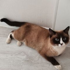 Подробнее об объявлении «Найдена кошка сиамская кошка Астана Акмолинская обл. (Целиноградская обл.)» Фото: найдена кошка Сиамская кошка «Найдена кошка сиамская кошка Астана Акмолинская...» в г. Астана Акмолинская обл. (Целиноградская обл.)