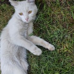 Подробнее об объявлении «Найдена кошка белая молодая Дзержинск» Фото: найдена кошка  «Найдена кошка белая молодая Дзержинск» в г. Дзержинск