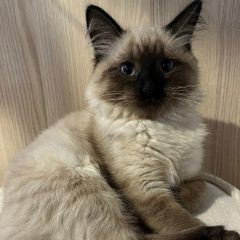 Подробнее об объявлении «Найдена кошка сиамский котенок Нижний Новгород» Фото: найдена кошка Сиамская кошка «Найдена кошка сиамский котенок Нижний Новгород» в г. Нижний Новгород