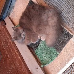 Подробнее об объявлении «Найдена кошка Полоцк» Фото: найдена кошка  «Найдена кошка Полоцк» в г. Полоцк