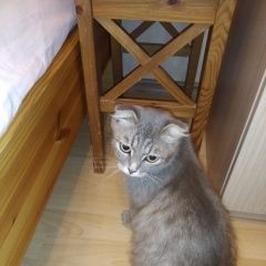 Подробнее об объявлении «Москва Найдена кошка скоттиш фолд на азовской улице» Фото: найдена кошка Скоттиш фолд (шотландская вислоухая) «Москва Найдена кошка скоттиш фолд на азовской...» в г. Москва