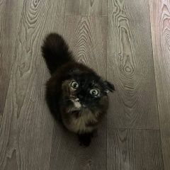 Подробнее об объявлении «Челябинск Найдена кошка» Фото: найдена кошка  «Челябинск Найдена кошка» в г. Челябинск