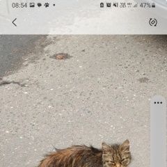 Подробнее об объявлении «Мытищи Найдена кошка миниатюрная кошечка (кот)» Фото: найдена кошка  «Мытищи Найдена кошка миниатюрная кошечка (кот)» в г. Мытищи