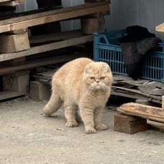 Подробнее об объявлении «Москва Найден кот вислоухий кот» Фото: найдена кошка Скоттиш фолд (шотландская вислоухая) «Москва Найден кот вислоухий кот» в г. Москва